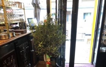 Le Cirio #11 Le Cirio #11