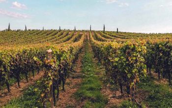 La Petite Savoie #3 La Petite Savoie #3